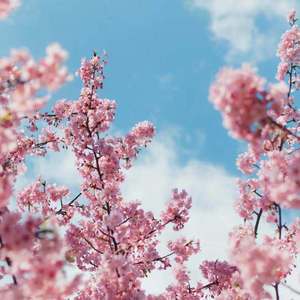 黑人粉嫩国产精品系列
